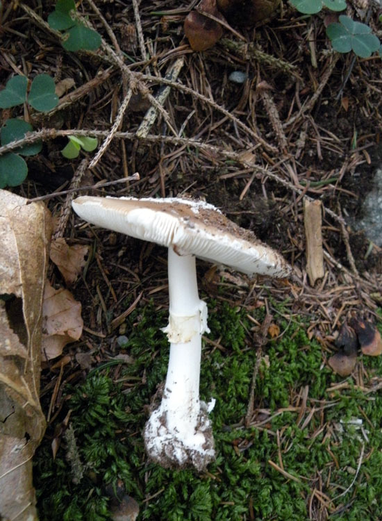 Amanita trentina: Amanita pantherina?